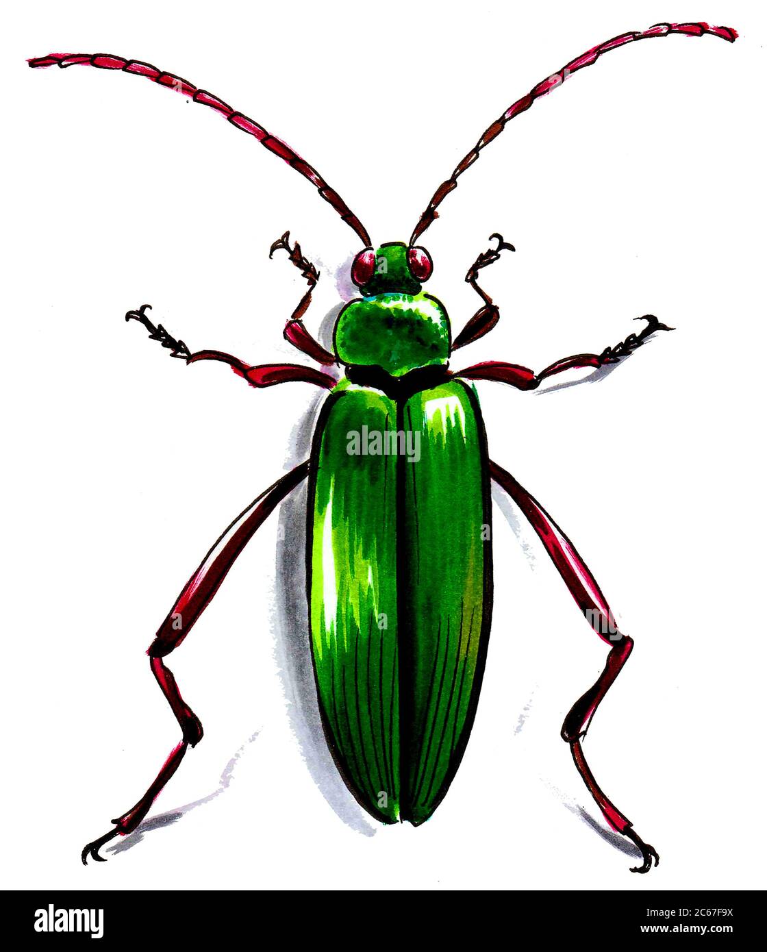 Green beetle on the white background. Ink and watercolor drawing Stock