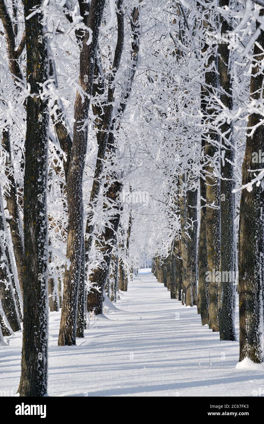 Winter landscape with falling snow - wonderland winter forest with snowfall over winter grove. Snowy winter scene. Winter forest, frozen trees coverd Stock Photo
