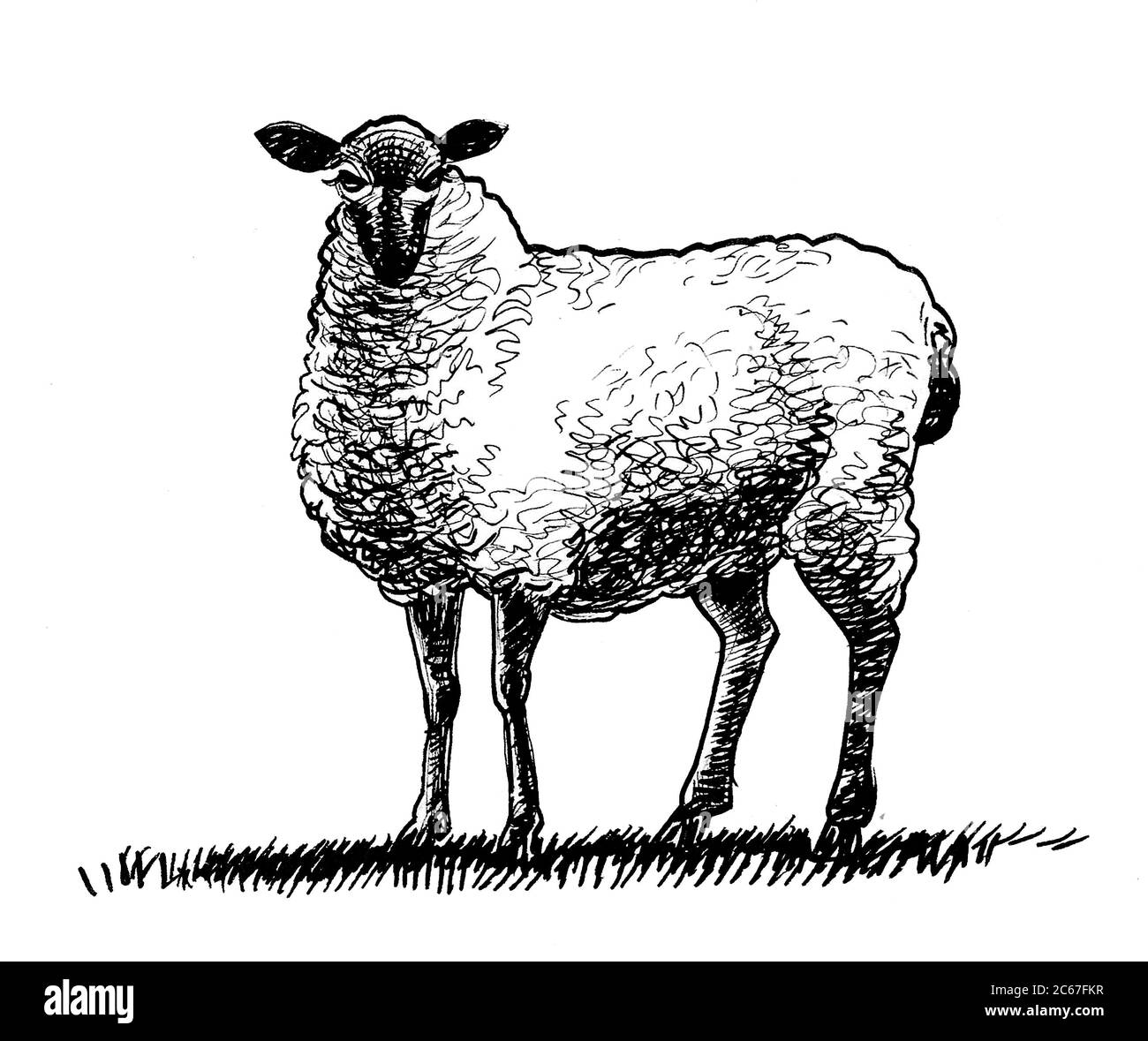 Standing sheep. Ink black and white drawing Stock Photo Alamy
