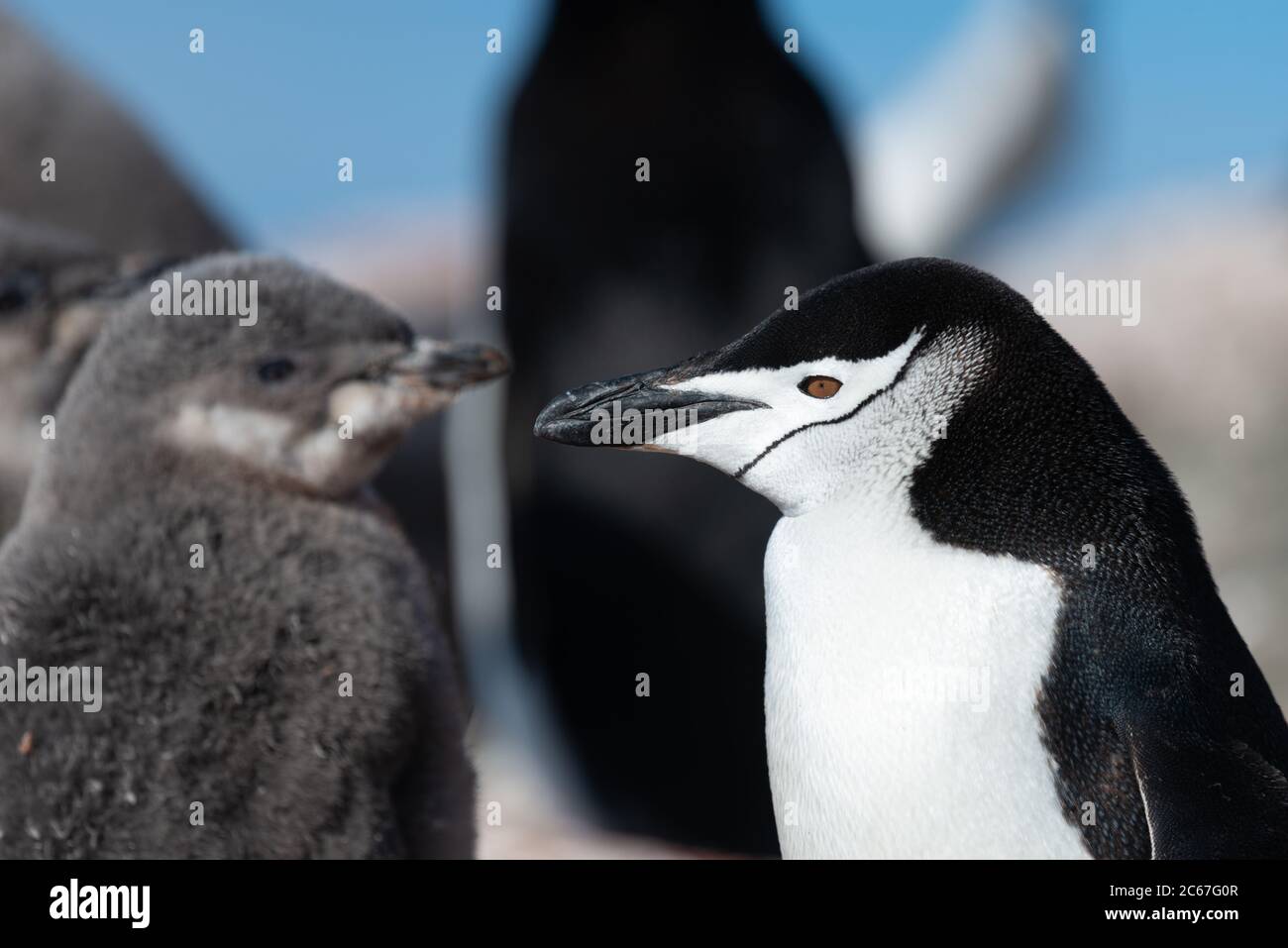 Chinstrap Penguin (Pygoscelis antarctica) and chick on Signy Island, South Shetlands, Antarctica Stock Photo