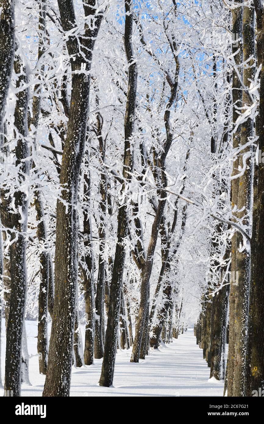 Winter landscape with falling snow - wonderland winter forest with ...