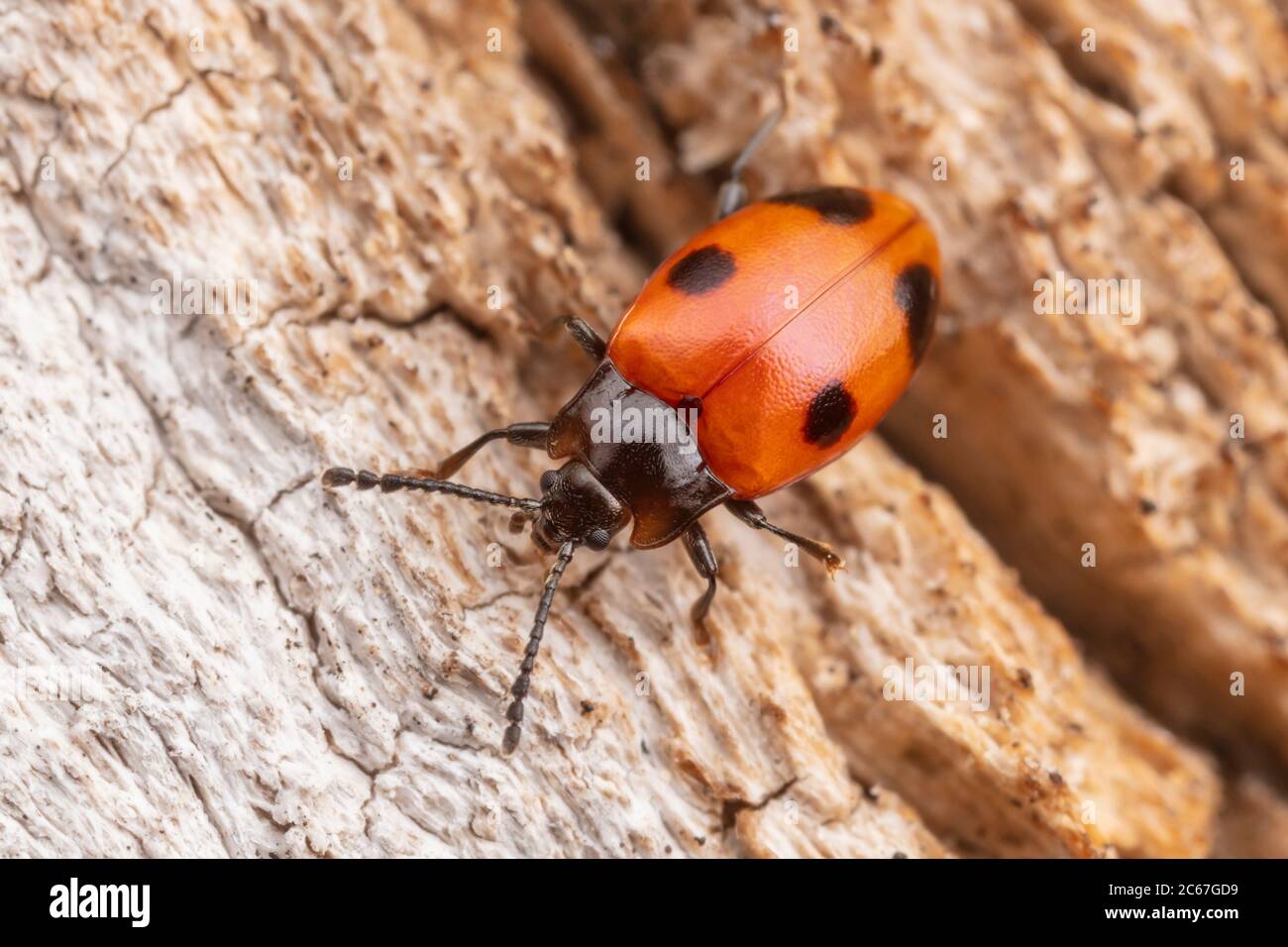 Handsome Fungus Beetle (Endomychus biguttatus) Stock Photo