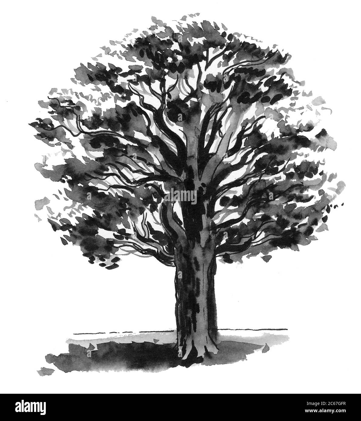 Oak tree in the field. Ink black and white drawing Stock Photo Alamy