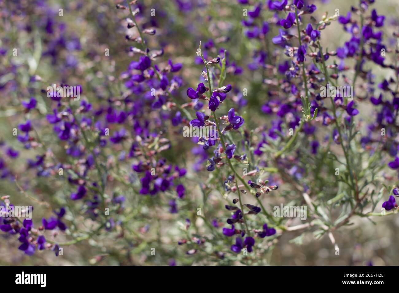 Purple Raceme, California Indigo Bush, Psorothamnus Arborescens, Fabaceae, native Shrub, Joshua Tree City margins, Southern Mojave Desert, Springtime. Stock Photo