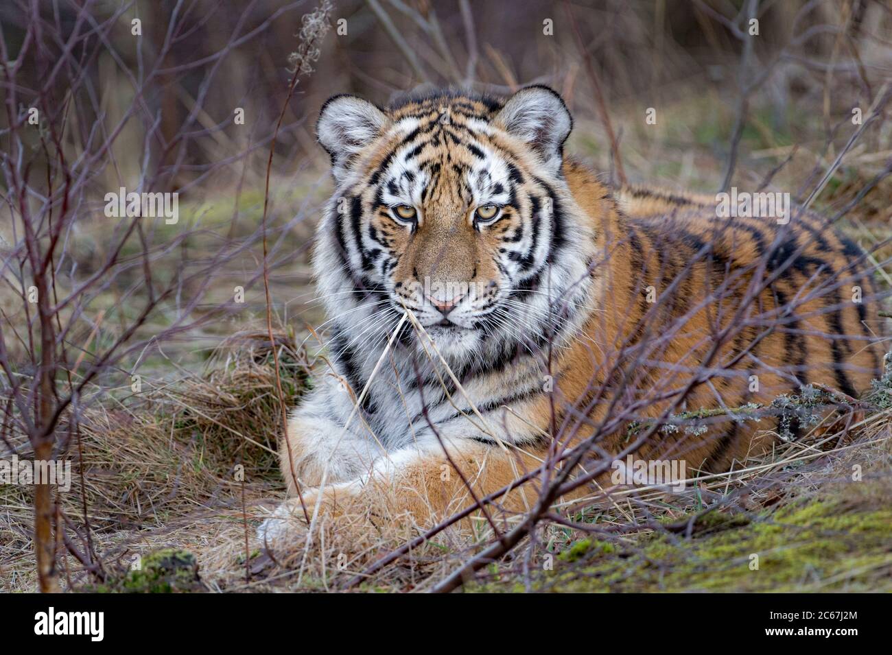 Female Amur (Siberian) tiger lying down Stock Photo Alamy