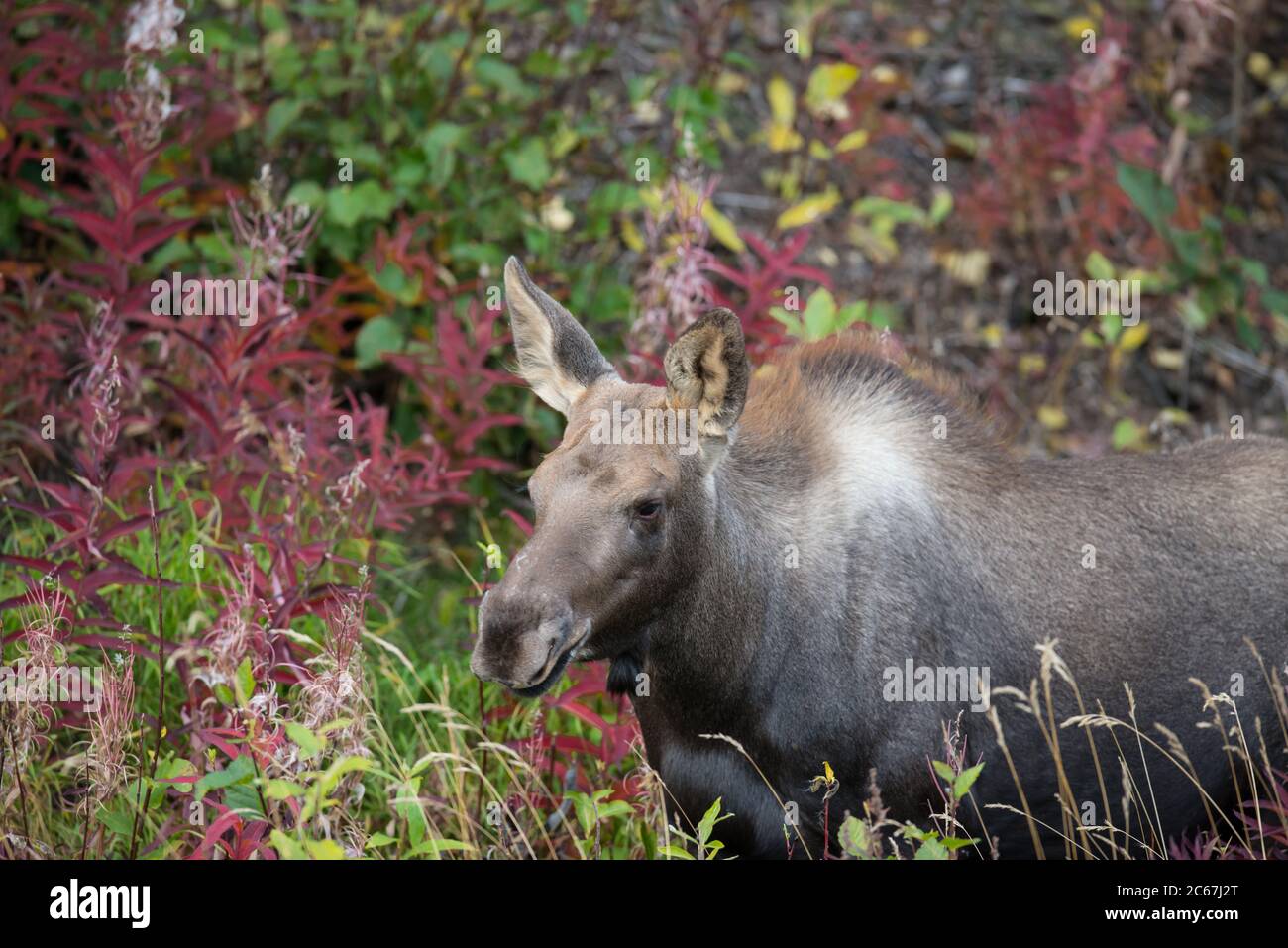 A moose yearling walking in Denali National Park, Alaska, USA Stock