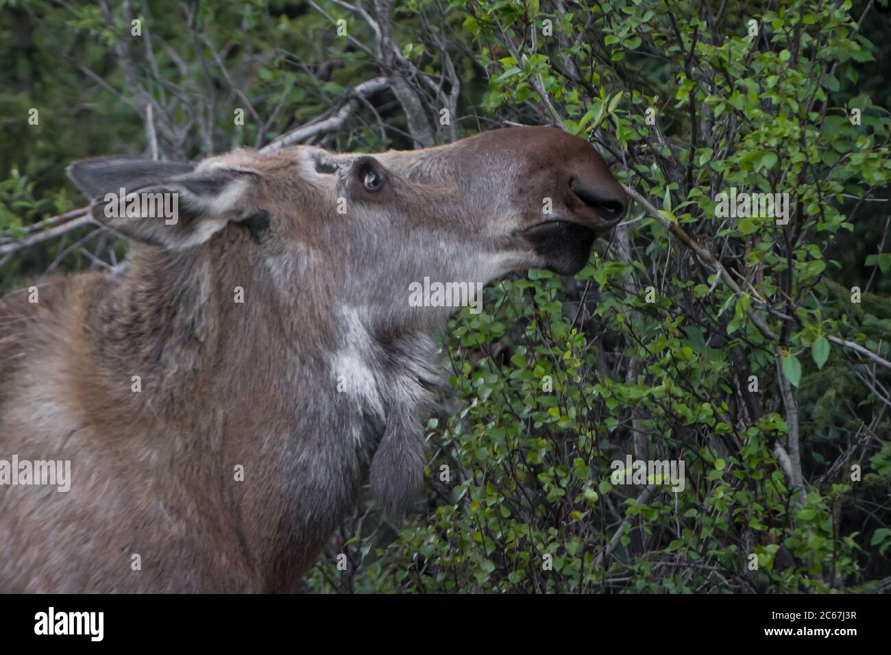 Close up profile of a cow moose eating leaves from a tree in a rugged