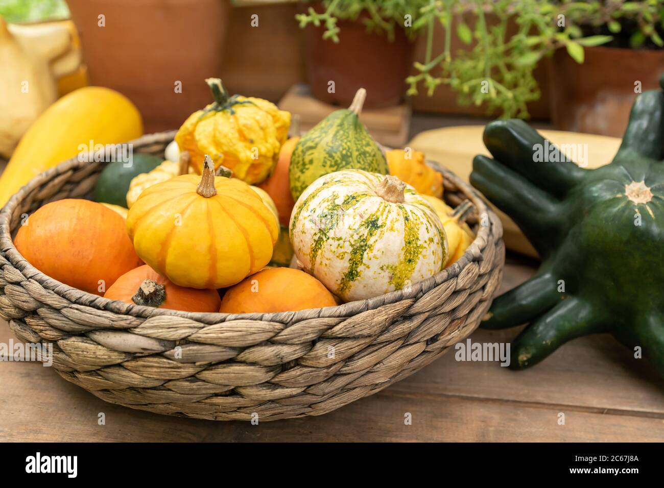 Autumn harvest in a farm market. Decorative pumpkins in a basket Stock ...