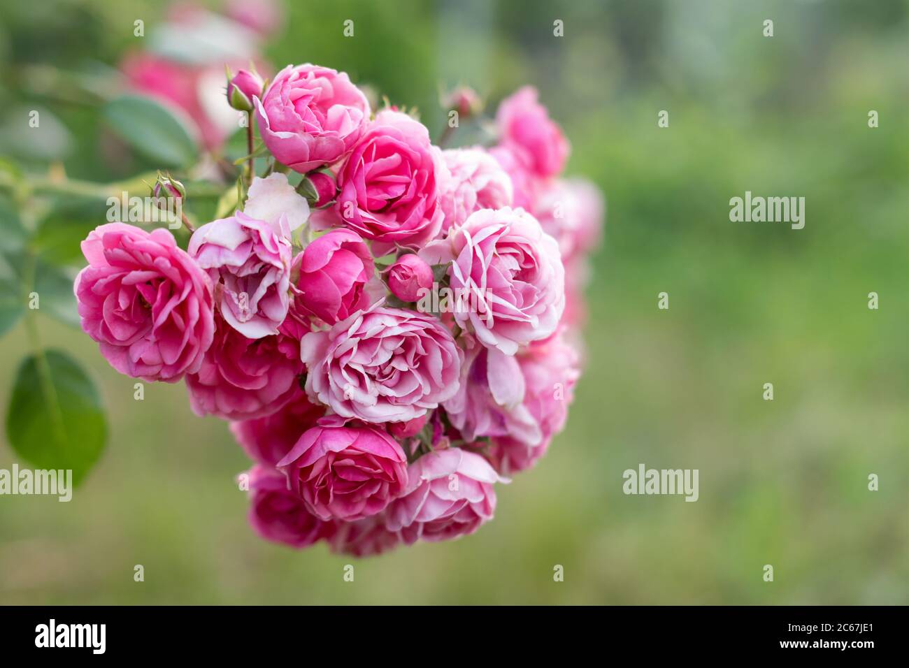 Pink roses in the garden. Blooming climbing roses on the bush. Flowers growing in the garden. Selective focus with copyspace. Stock Photo