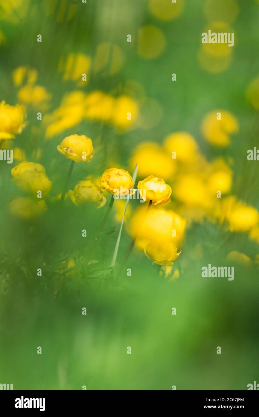 Globeflower, Trollius europaeus Stock Photo