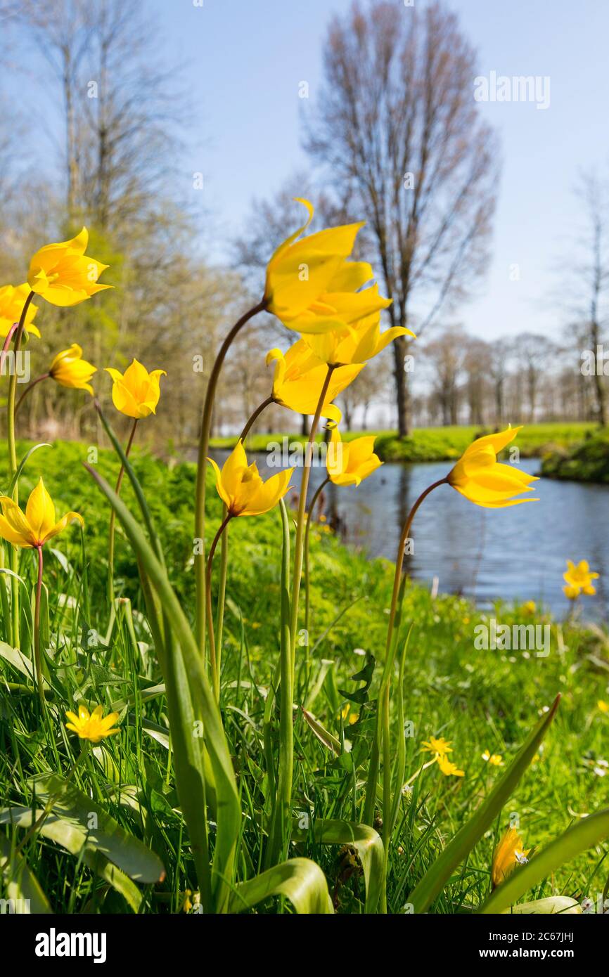 Tulipa sylvestris hi-res stock photography and images - Alamy