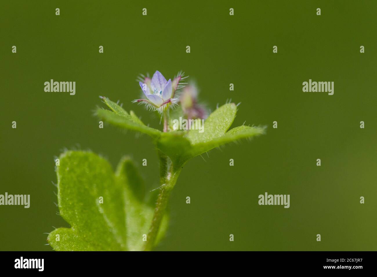 Ivy-leaved Speedwell flowers Stock Photo