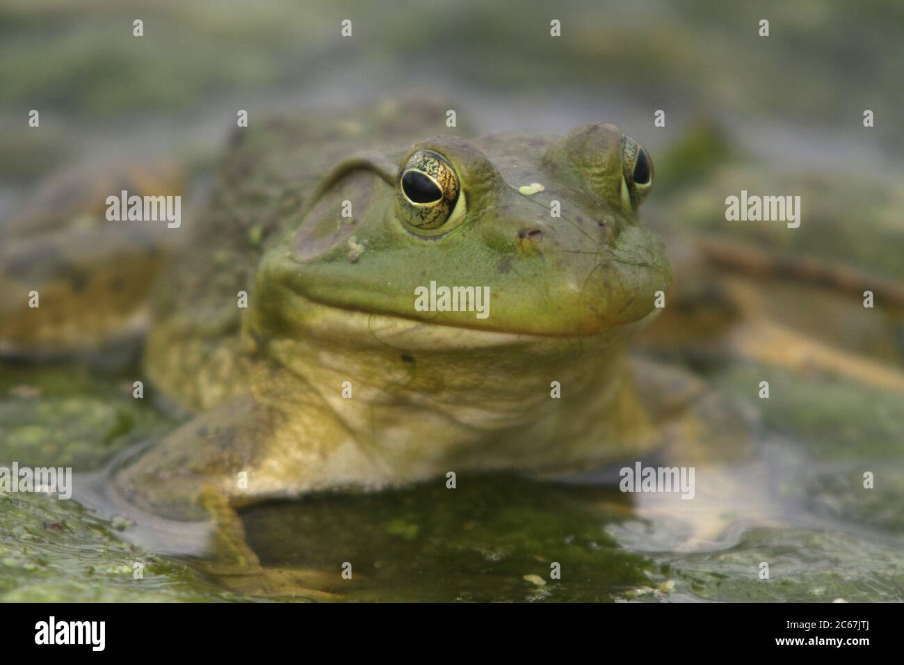 A North American bullfrog sits on a mat of algea in an Iowa, USA, pond on May 16, 2020. Image shot at the Bank Swallow Bend Conservation Area in Warre Stock Photo