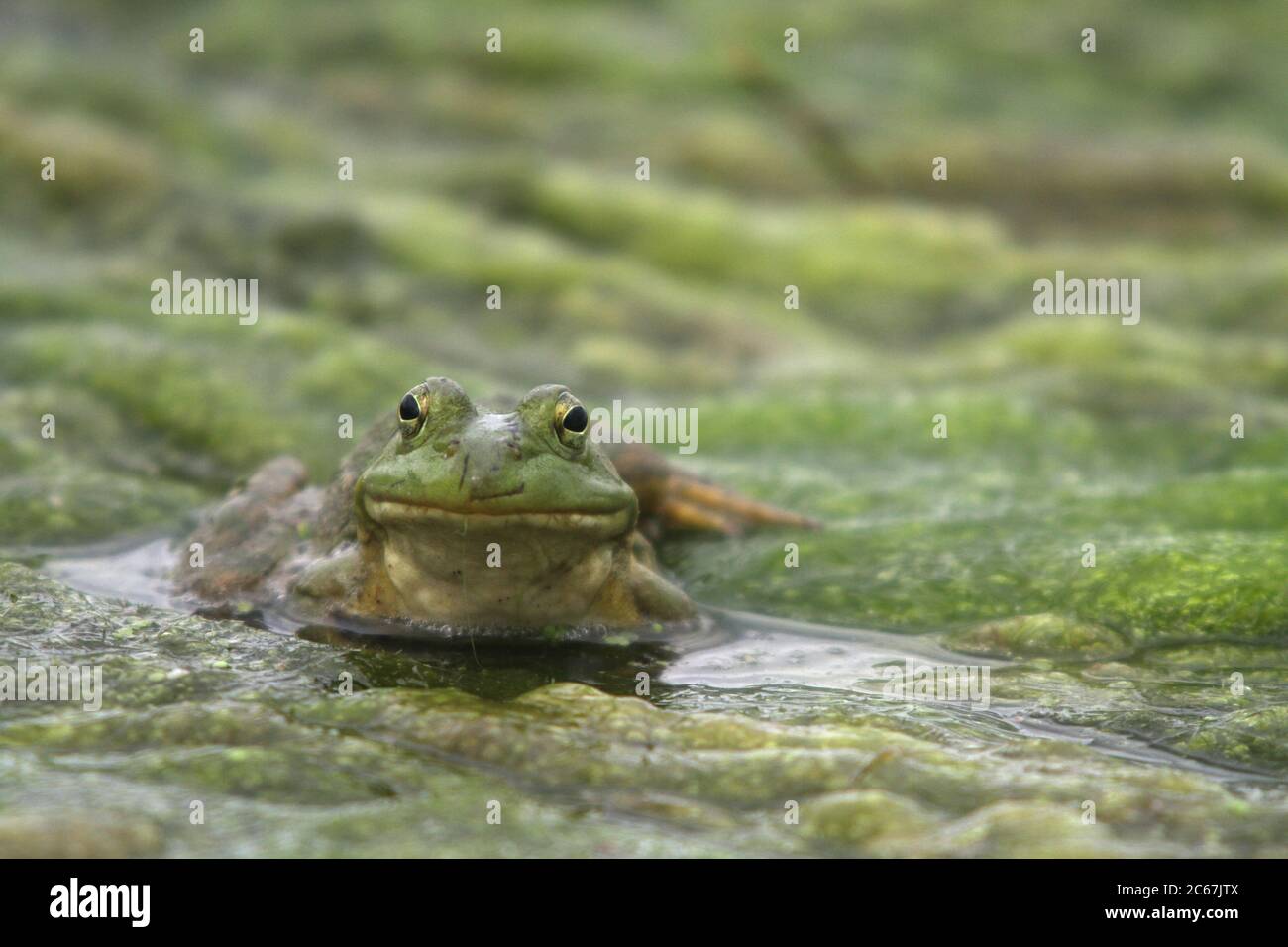 A North American bullfrog sits on a mat of algea in an Iowa, USA, pond on May 16, 2020. Image shot at the Bank Swallow Bend Conservation Area in Warre Stock Photo