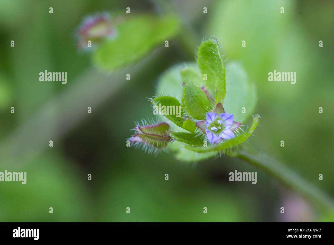Ivy-leaved Speedwell flowers Stock Photo