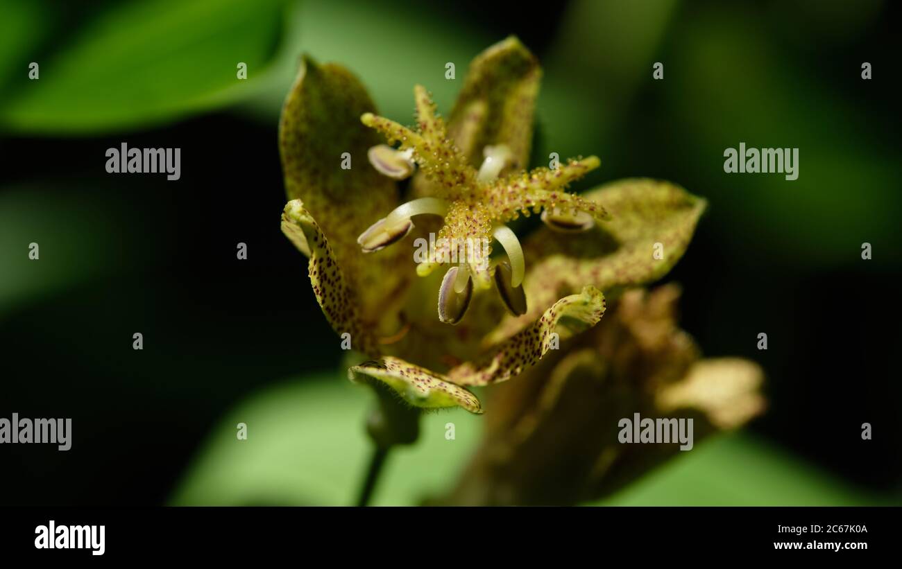 Tricyrtis latifolia. Toad lily macro in Botanic Garden Oslo Stock Photo