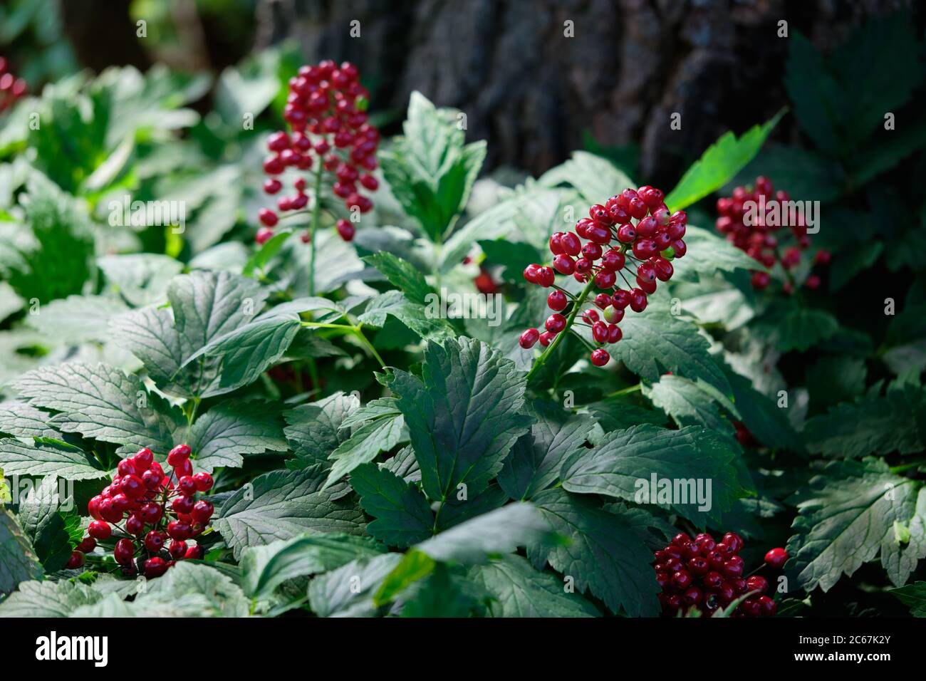 Actaea rubra. Red Baneberry. Stock Photo