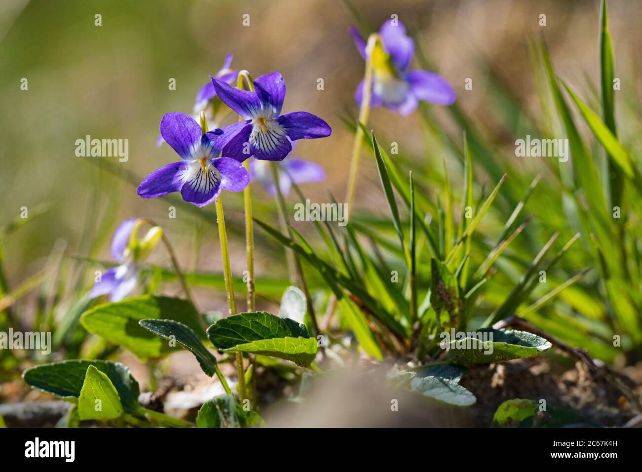 Heath Dog-violet, Viola canina Stock Photo