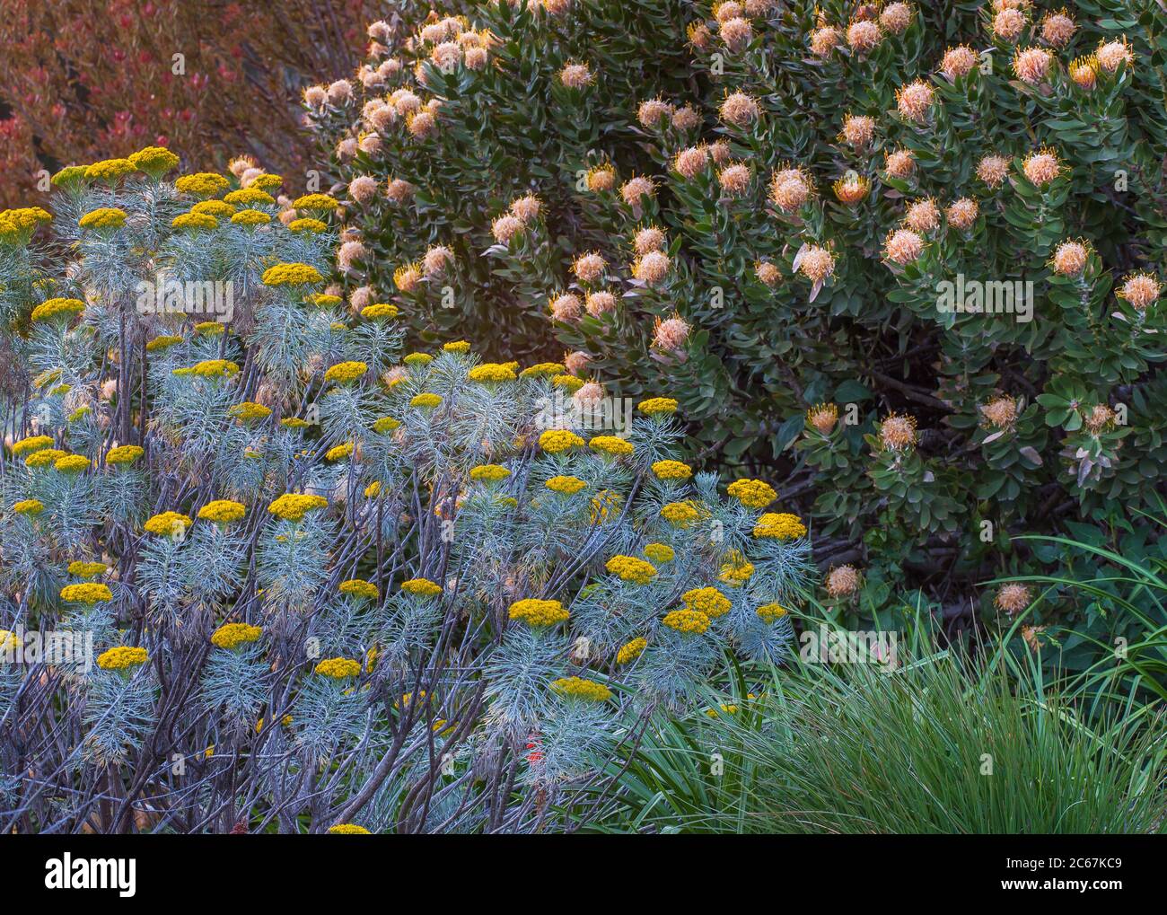 Athanasia acerosa, aka Phymaspermum acerosum; Coulter Bush from South Africa, gray foliage drought tolerant perennial, California garden Stock Photo