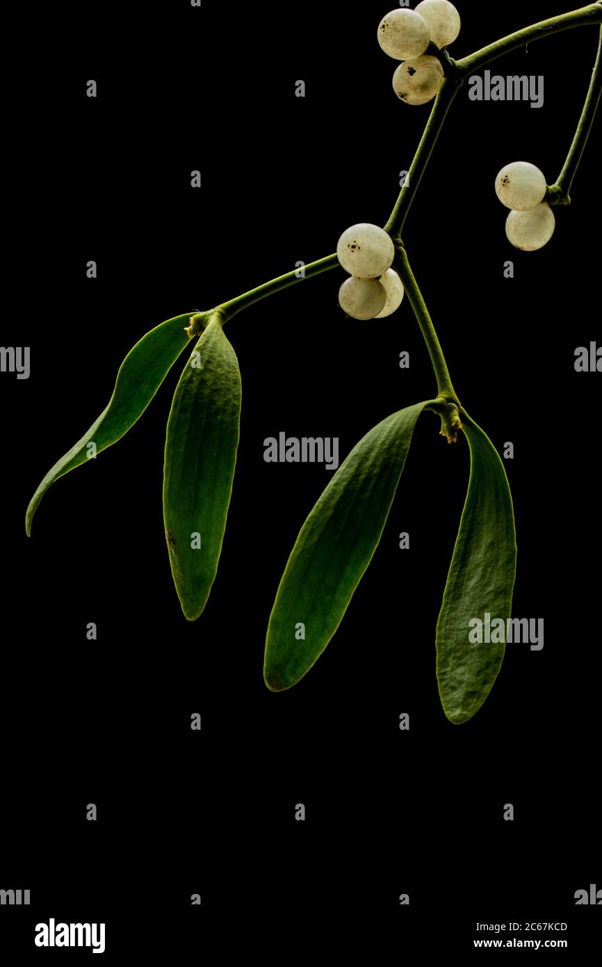 Mistletoe, Viscum album Stock Photo