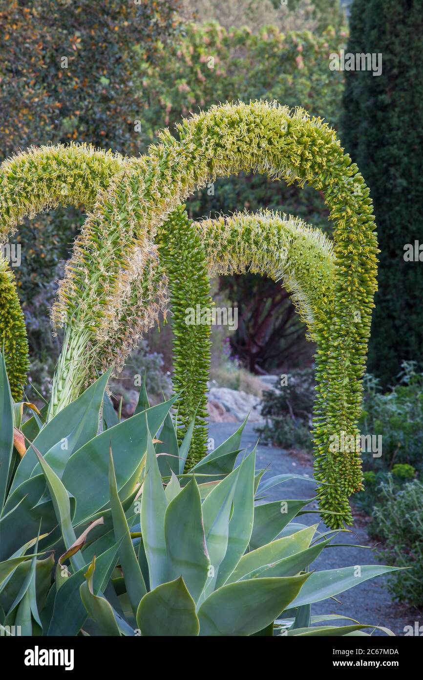 Agave attenuata (Fox Tail Agave), flowering succulent, Leaning Pine  Arboretum, California garden Stock Photo - Alamy