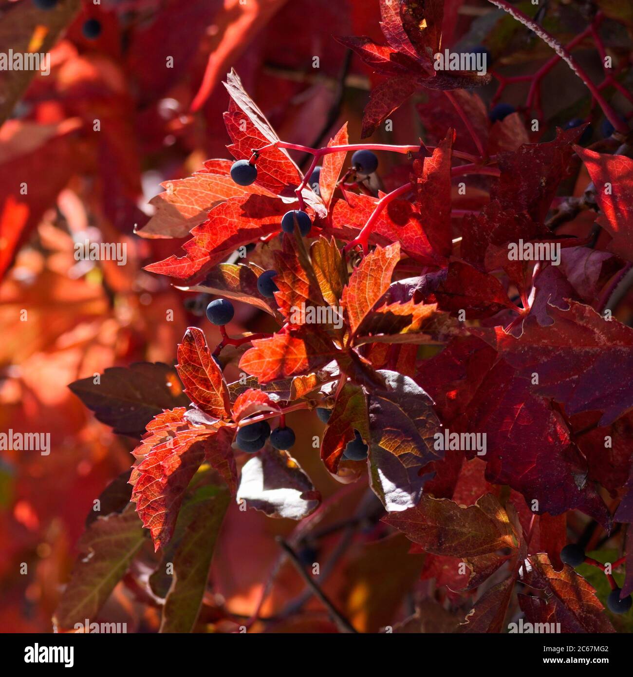 The colorful leaves and berries of a Virginia Creeper Vine in autumn. Stock Photo