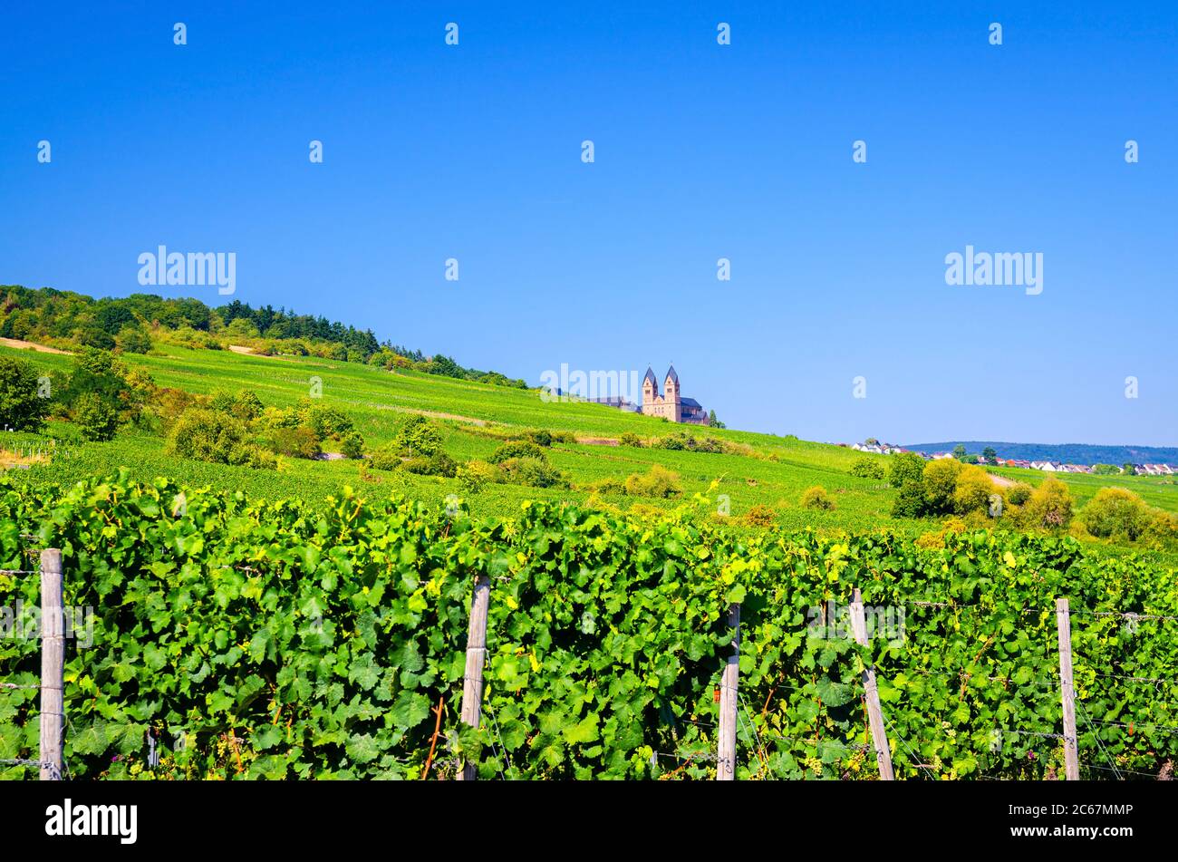 Vineyards green fields landscape with grapevine rows and Eibingen Benedictine Abbey of St. Hildegard on hills, river Rhine Valley, Rheingau wine region near Rudesheim town, State of Hesse, Germany Stock Photo