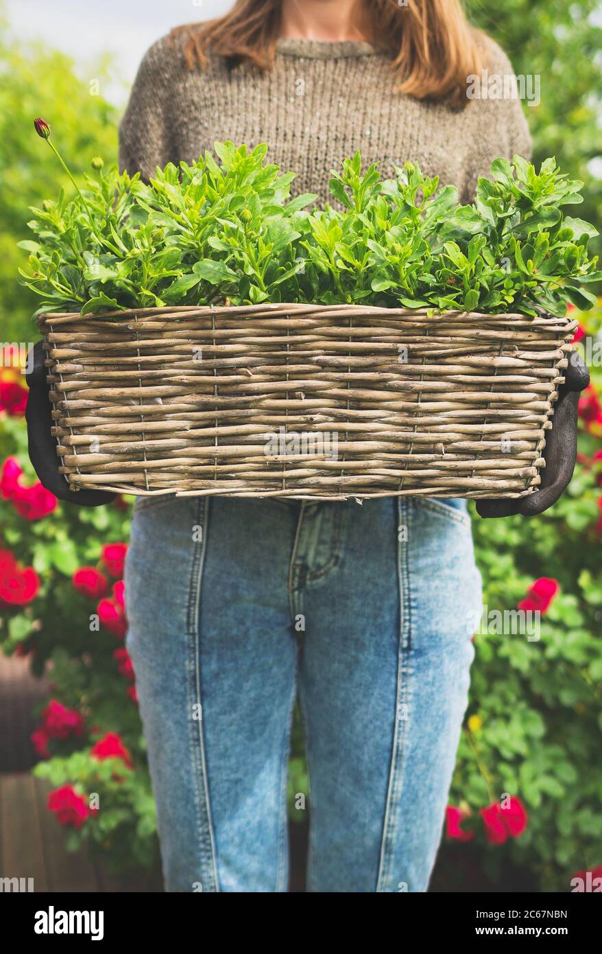 Woman holding basket with greenery outdoors Stock Photo - Alamy