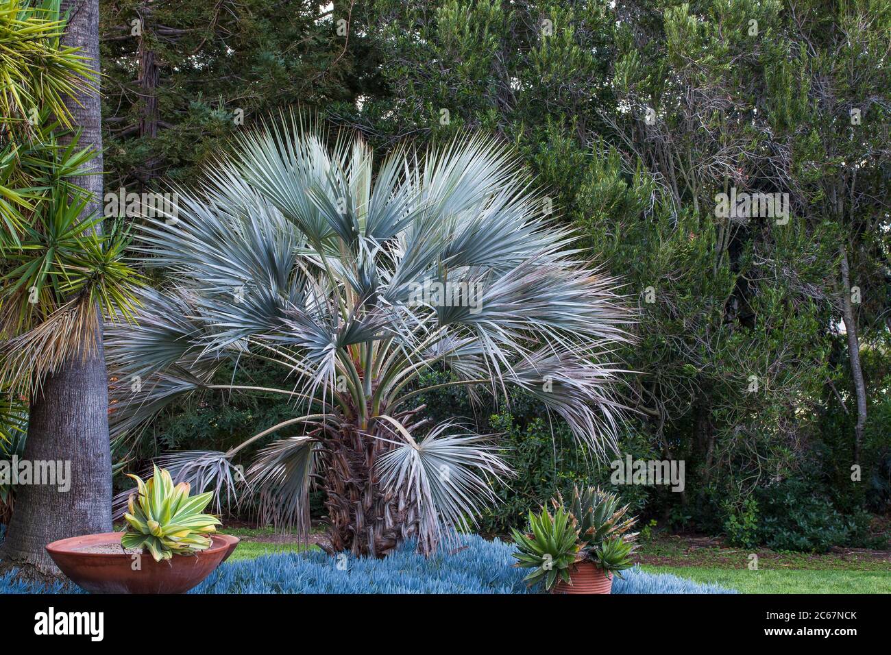Chamaerops humilis var. cerifera, Mediterranean Blue Fan Palm - Leaning Pine Arboretum, California garden Stock Photo