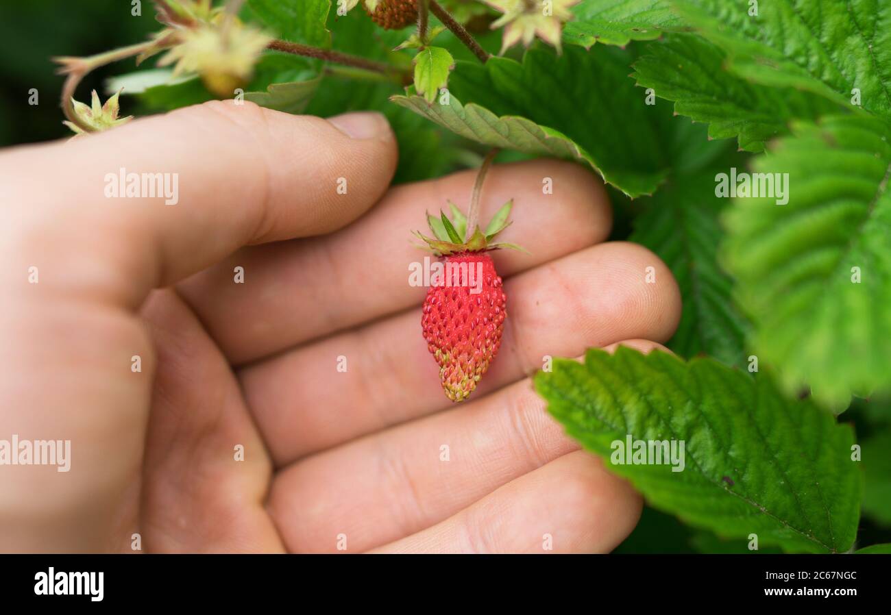 Unripe wild strawberry hi-res stock photography and images - Alamy