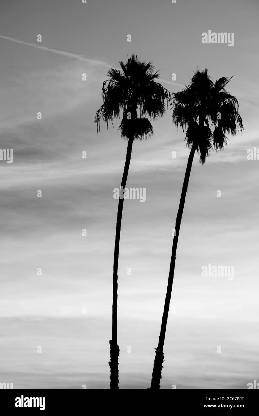 Two palm trees, Santa Barbara, California, USA Stock Photo