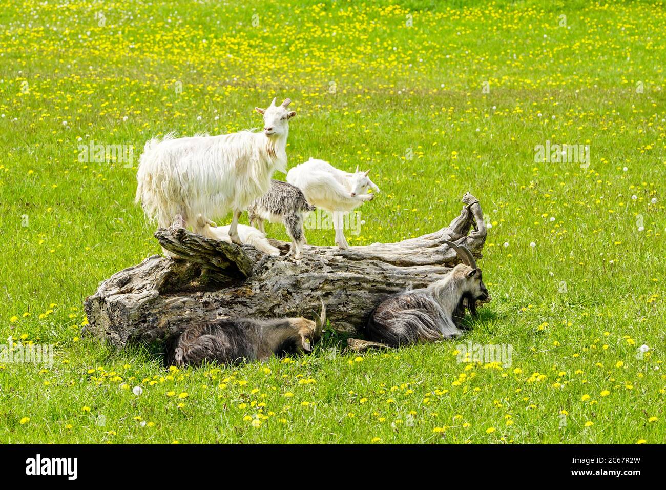 free-range goat family on a dry tree trunk in a green flowering meadow with dandelions Stock Photo