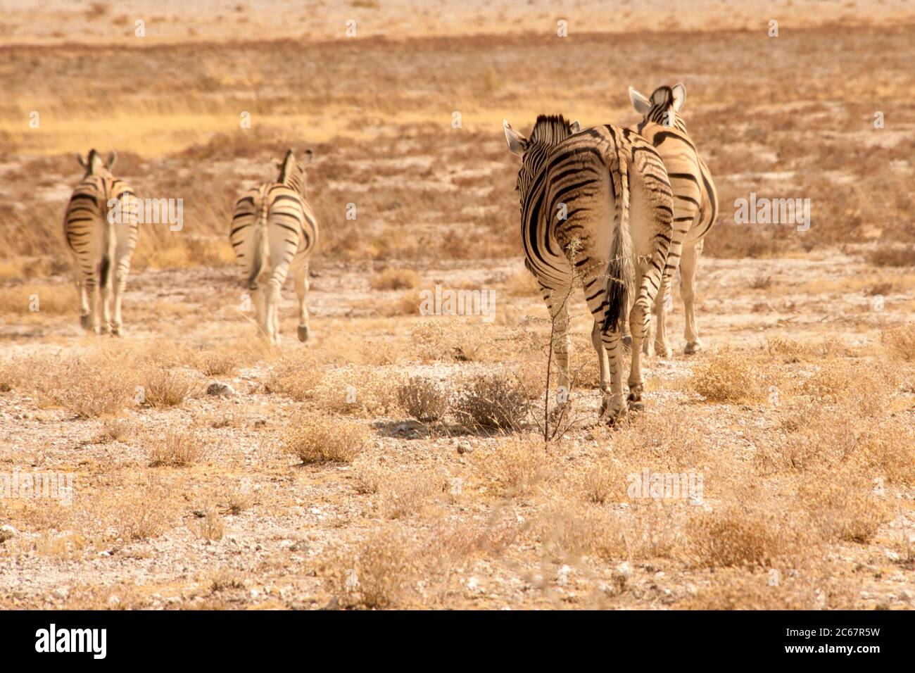 Zebra In Desert High Resolution Stock Photography and Images - Alamy