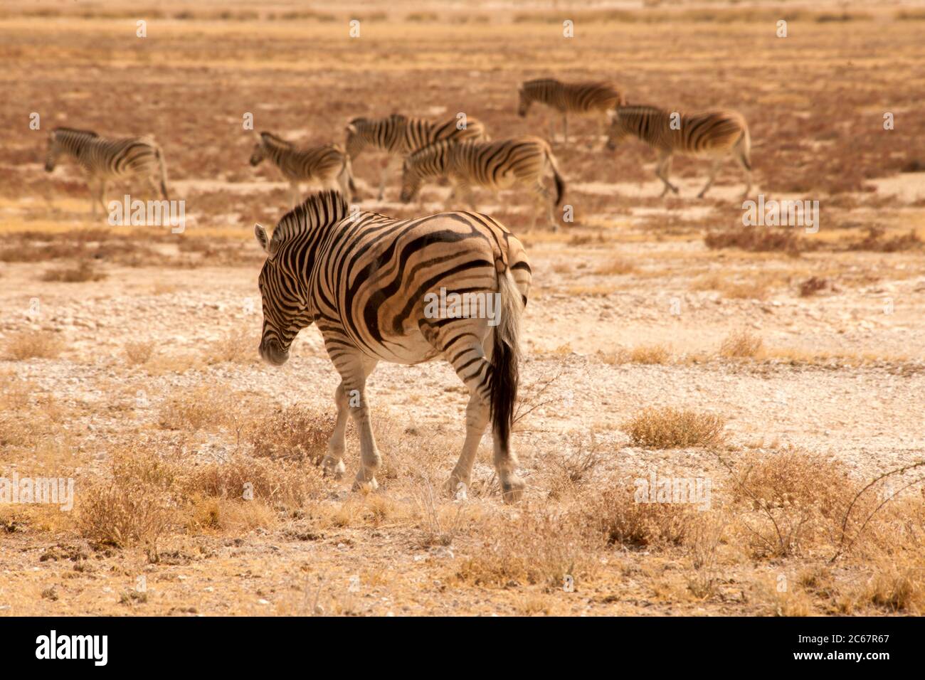 zebra in desert Stock Photo Alamy