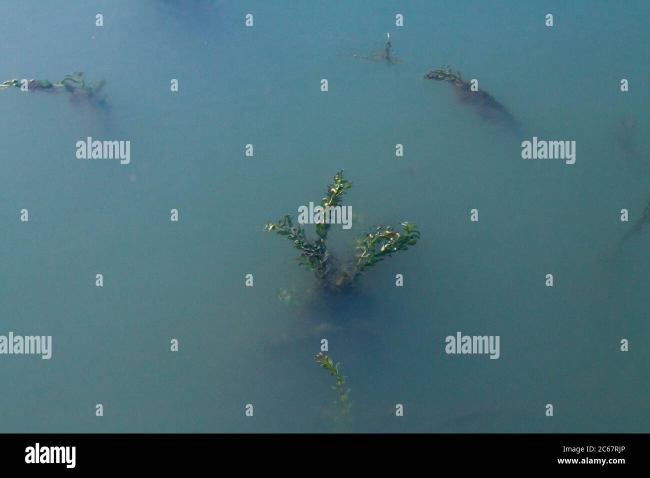 kelp forest plants