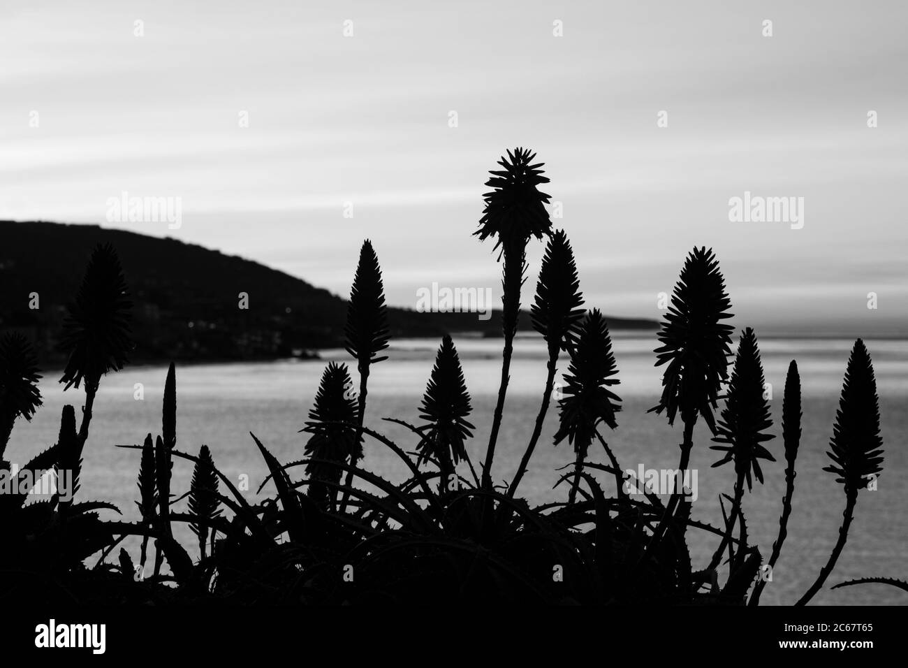 Plants silhouettes against Santa Barbara coast, California, USA Stock Photo
