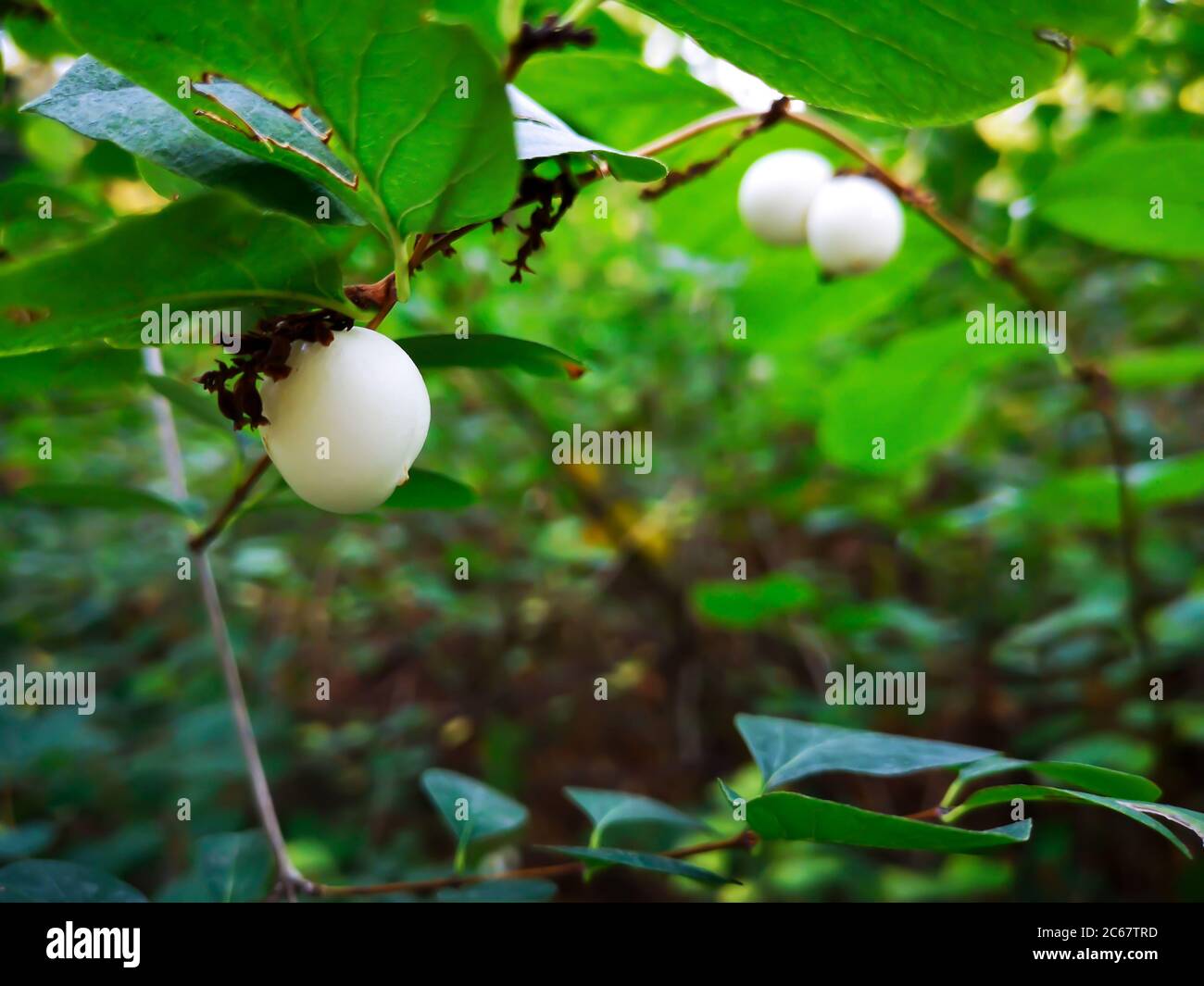 Macro view of a standalone white soft fruit of common snowberry (symphoricarpos albus) on a bush under green leaf in autumn in a popular urban park. Stock Photo