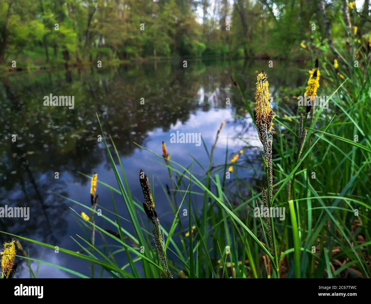 Water sedge grass (Carex flava aquatilis) with yellow fluffy spikelet blossom growing near the lake in the park with sky reflection in water. Stock Photo