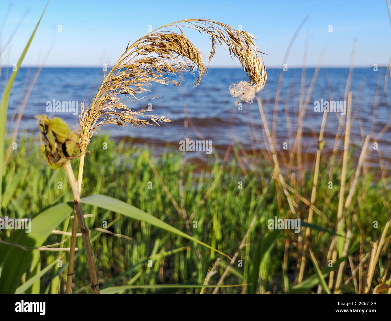 A ball of spiderweb hanging on cane rush curly spiky blossom growing at river beach. Blue and red river, green vegetation and blue sky on horizon. Stock Photo