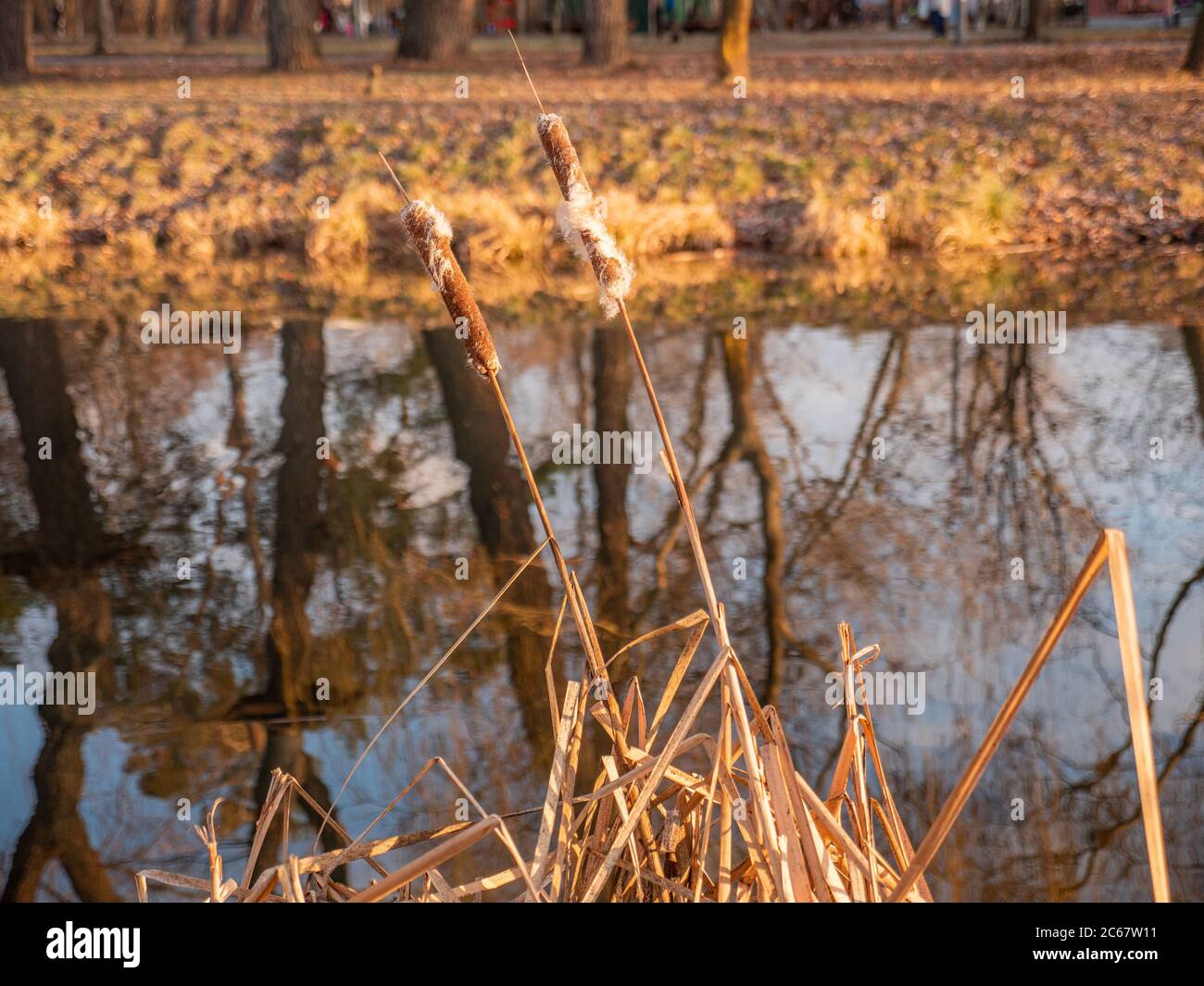 Bulrush growing near calm lake with trees and sky reflection in water. City park in late autumn or warm winter. Beautiful yellow colours in nature. Stock Photo