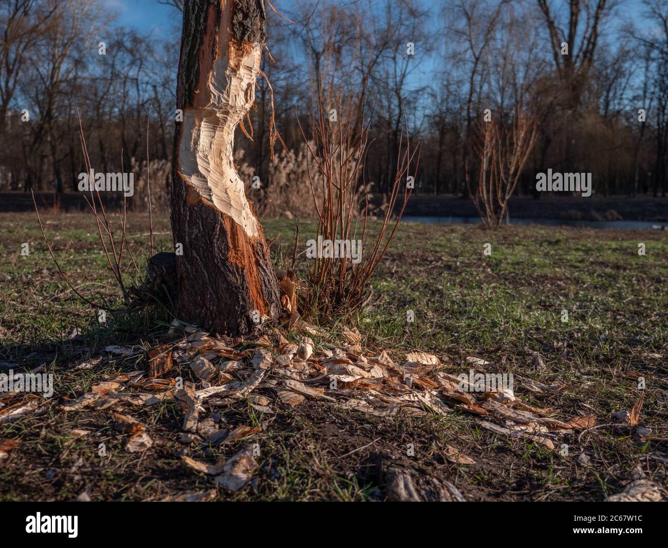 Tree attacked by a beaver that woke up in January because of warm winter. City park in Kyiv, Ukraine. Global warming effects. Stock Photo