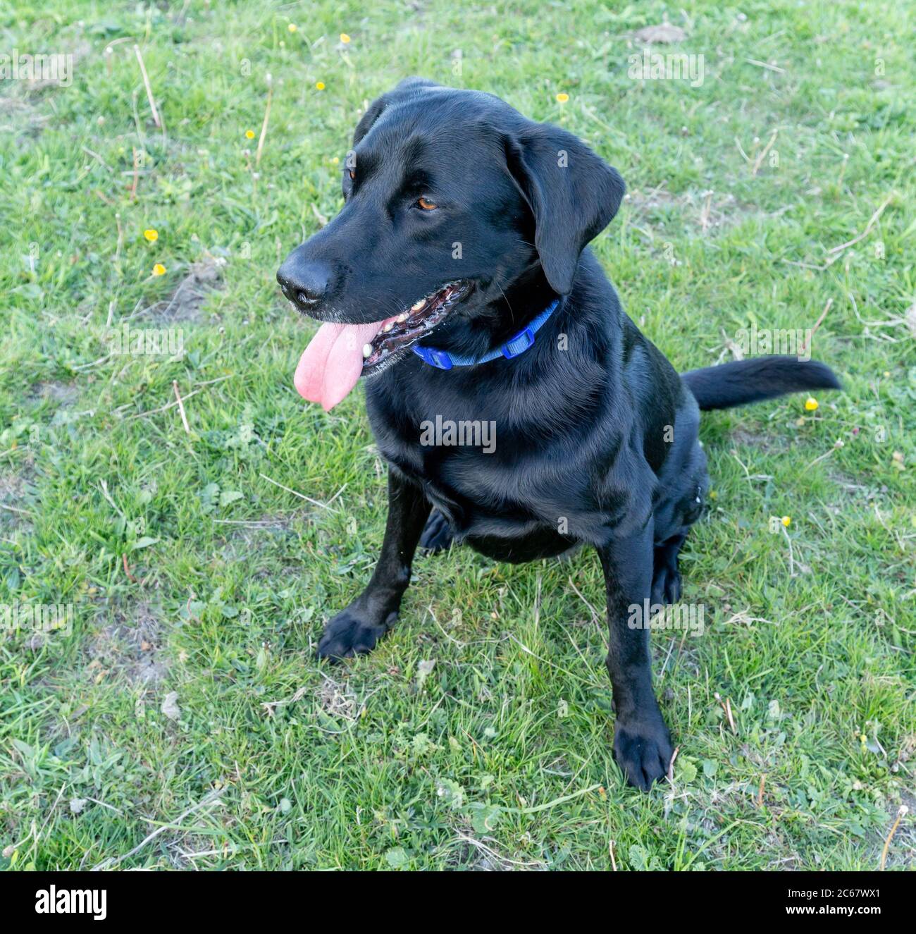 Black labrador with negative space hires stock photography and images