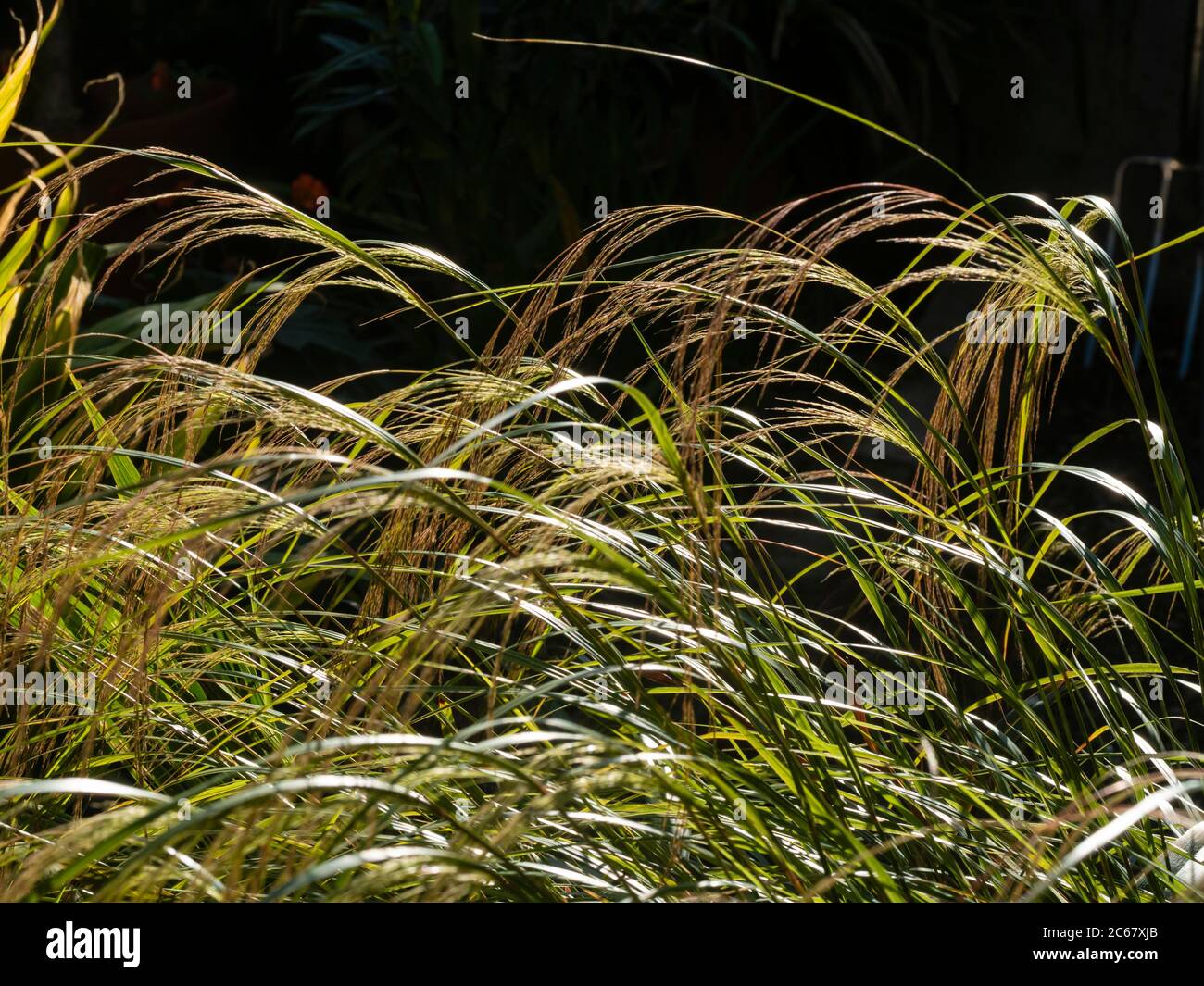 Backlit summer flower sprays of the ornamental New Zealand wind grass, Anemanthele lessoniana (Stipa arundinacea) Stock Photo