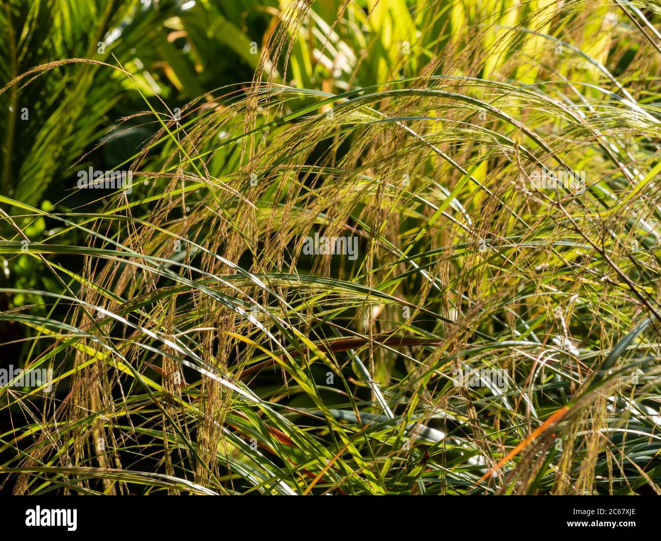 Backlit summer flower sprays of the ornamental New Zealand wind grass, Anemanthele lessoniana (Stipa arundinacea) Stock Photo