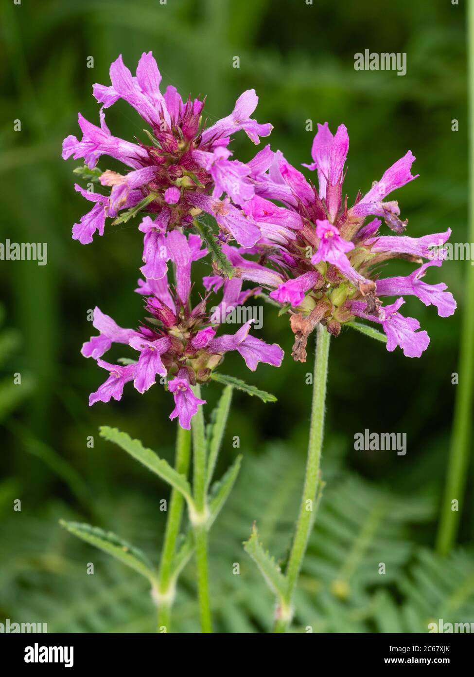 Pink flowers in the heads of the summer blooming UK wildflower and cottage garden plant, Betonica officinalis, wood betony Stock Photo