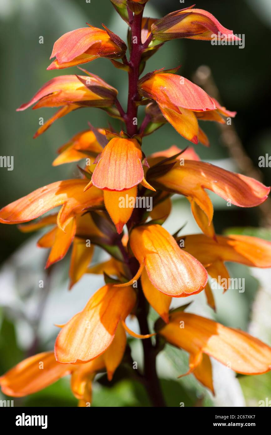 Orange flowers in the spike of the tender, long blooming Canary Island foxglove, Digitalis canariensis (Isoplexis canariensis) Stock Photo