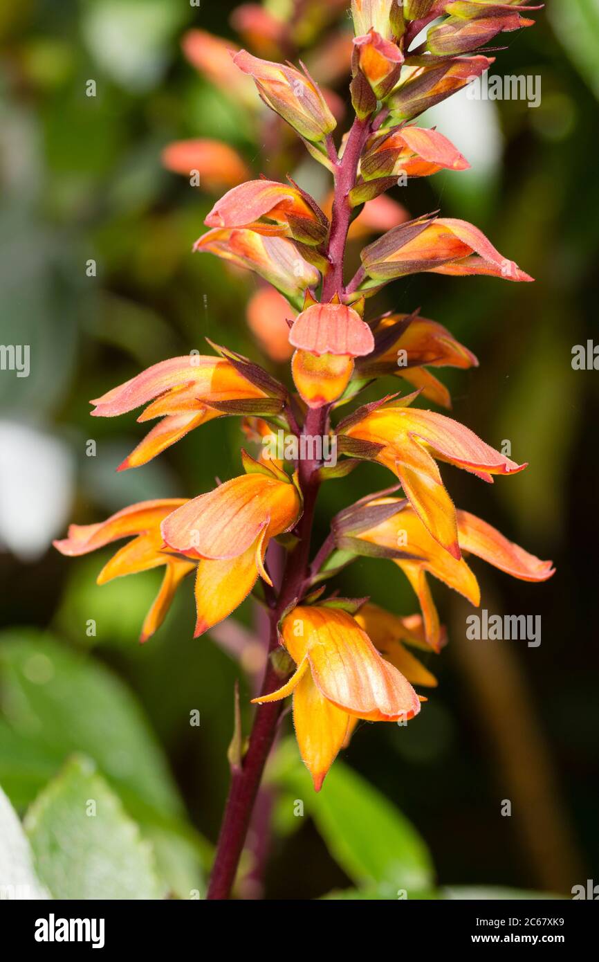 Orange flowers in the spike of the tender, long blooming Canary Island foxglove, Digitalis canariensis (Isoplexis canariensis) Stock Photo
