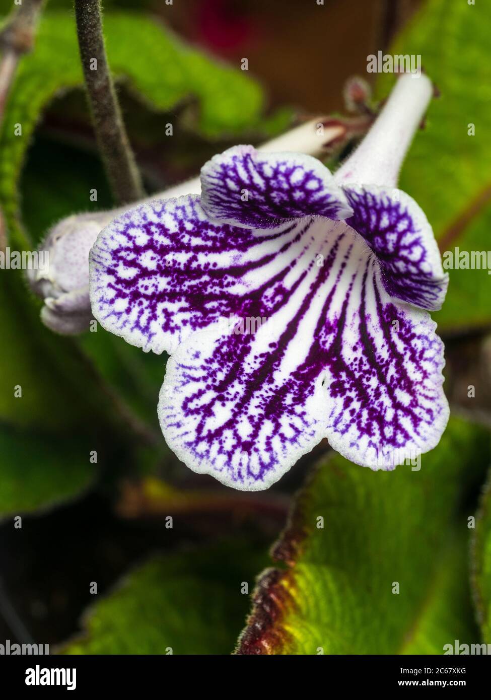 Netted purple and white markings on the summer flower of the evergreen houseplant, Streptocarpus 'Polka Dot Purple' Stock Photo