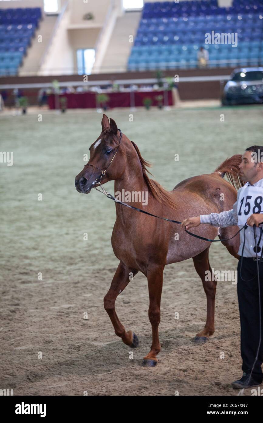 Arabian Horse Show at Qatar Equestrian Federation, Doha. Arabian Horses