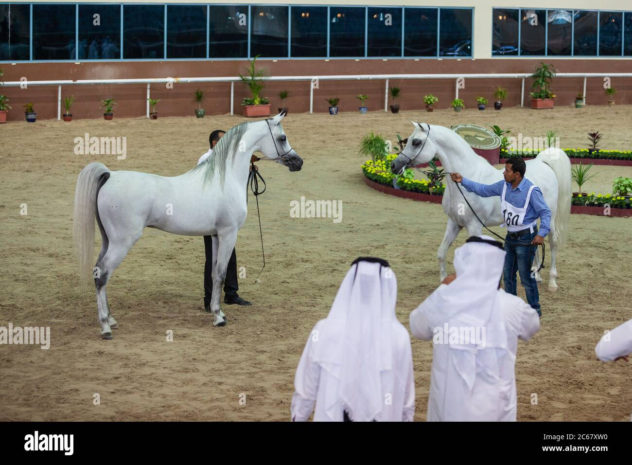 Arabian Horse Show at Qatar Equestrian Federation, Doha. Arabian Horses